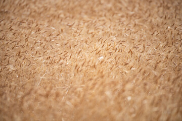 Wheat background. The agriculture. Gold sprouts of wheat in soil. Harvest in farm. Wheat field background. Background and texture for autumn harvest. Background of ripening ears of wheat field.