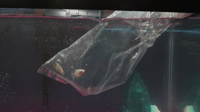 Releasing Pet Fish into Fish Tank