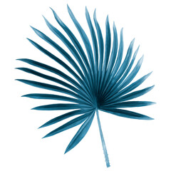 Fototapeta premium Tropical leaf png clipart, blue fan palm leaf, transparent background