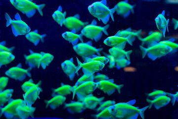 The Neon Goldbrick Fish is a mesmerizing species known for its vibrant, iridescent golden scales that shimmer under light. Often found in tropical waters, this exotic fish captivates