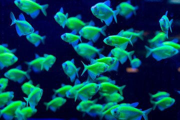 The Neon Goldbrick Fish is a mesmerizing species known for its vibrant, iridescent golden scales that shimmer under light. Often found in tropical waters, this exotic fish captivates