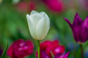 Tulips in a vibrant spring field in the Netherlands. Blooming spring flowers. Tulips flower in garden. Spring flowers blooming in the garden. Field of tulips. Spring flowers.
