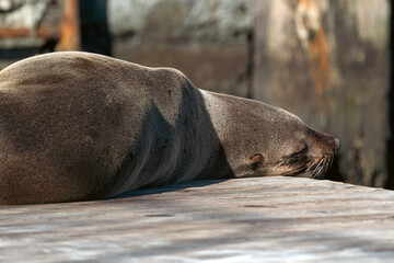 Cute South African, Cape fur seal sleeping on the pier. Cape Town, South Africa