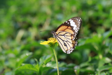 Naklejka premium butterfly on a flower