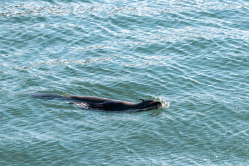 Fototapeta premium South African Cape fur seal swims in the green water of the Atlantic Ocean. Animal in natural habitat, wild nature