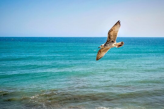 seagull in flight