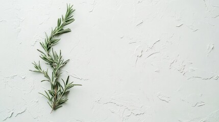 Fresh rosemary sprig on white textured background.  Food recipe blog, cooking website