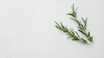 Fresh rosemary sprigs on white textured background, culinary use