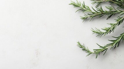 Fresh rosemary sprigs on white background, food blog header
