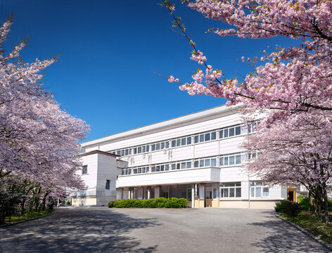桜と学校