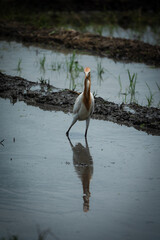 Heron in Wetland