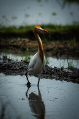 Heron in Wetland