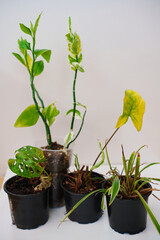 Pots with diseased, dried and spoiled indoor plants on a white background. mistakes in caring for house plants.