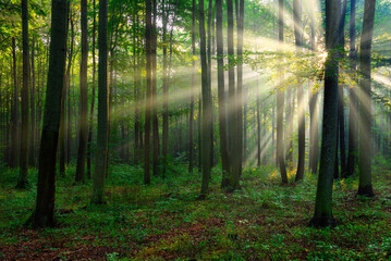 Obraz premium Beautiful sunny morning in green forest