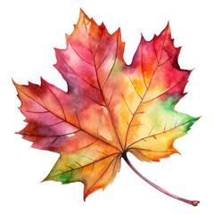 Obraz premium Watercolor maple leaf, vibrant autumn colors, red orange yellow green gradient, detailed veins, serrated edges, artistic botanical illustration