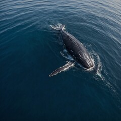 Fototapeta premium A giant whale gracefully swimming beneath a tiny boat.