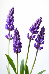Naklejka premium Delicate purple lavender blooms against pure white backdrop, graphics, bouquet, bloom
