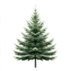 Fototapeta premium Growing evergreen tree natural environment plant life outdoor setting front view nature's beauty