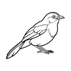 Abbott's babbler little bird line art  silhouette illustration.