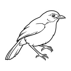 Fototapeta premium Abbott's babbler bird line art silhouette illustration.