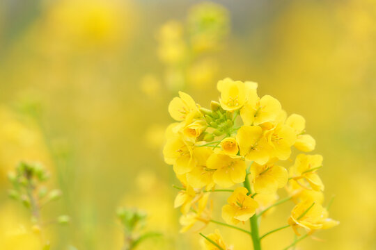 Canola Flower」の写真素材 | 122,330件の無料イラスト画像