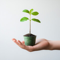 Small green plant in a pot held gently in a hand against a light background