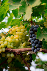 Ripe green grape in vineyard. Grapes green taste sweet growing natural. Green grape on the vine in garden