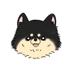 ポメラニアン(ブラックタン)