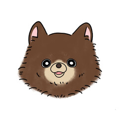 ポメラニアン(チョコレート)