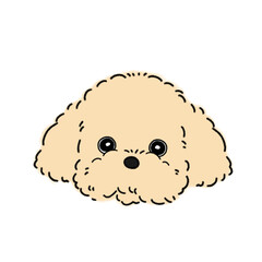 トイプードル(クリーム)