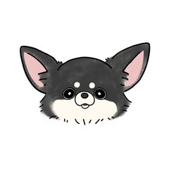 ロングコートチワワ(ブラックホワイト)