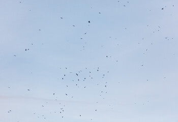 A flock of birds flying in the sky