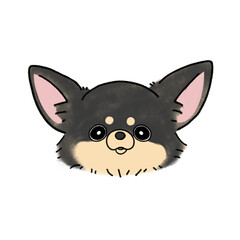 ロングコートチワワ(ブラックタン)