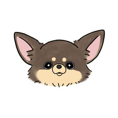 ロングコートチワワ(チョコタン)