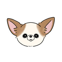 スムースチワワ(ホワイトブラウン)