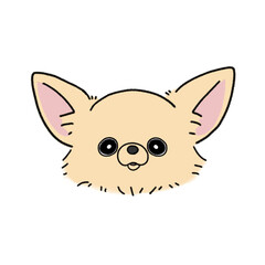 ロングコートチワワ(クリーム)