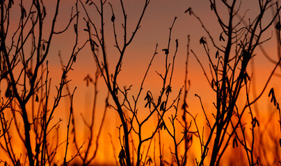 A field of trees with leaves that are brown and orange