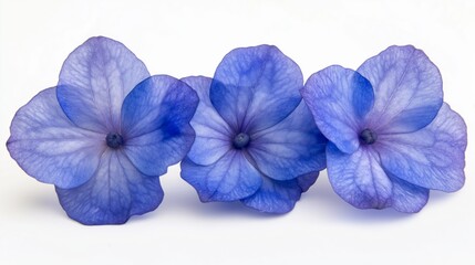 Vivid blue blooms in dreamy detail, radiating surreal beauty and tranquility.