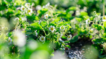 strawberry bushes with white flowers, summer