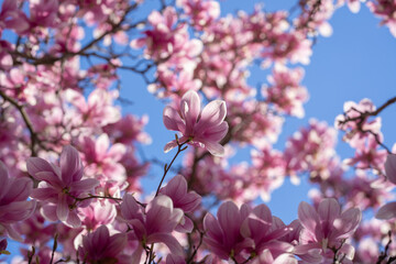 Magnolia pink blossom tree flowers, close up branch, outdoor. Blossom magnolia flower. © Volodymyr