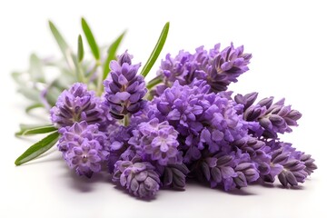 Lavender cluster isolated on a clear background cutout