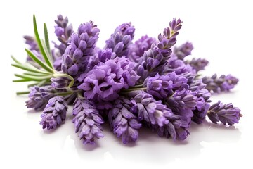 Lavender cluster isolated on a clear background cutout
