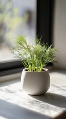 Fototapeta premium a potted dill plant by the window in minimalist style of indoor plants