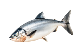 Raw salmon fish with detailed fins and scales, isolated on white transparent background, concept of marine life.