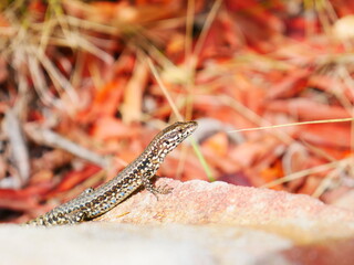 Nature’s Tiny Explorer