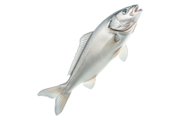 Haddock fish isolated on white transparent background, concept of marine life.