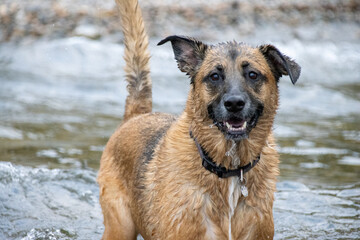 Dog standing in shallow water with water dripping from face