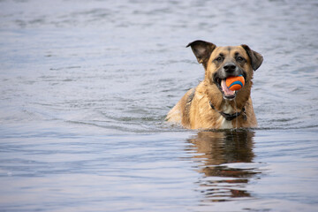 Dog swimming in water with colorful ball in its mouth