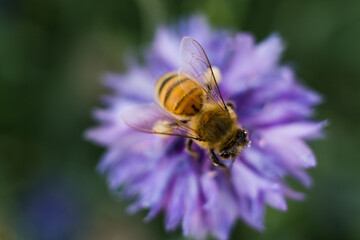 Close-up of a bumblebee collecting pollen from a vibrant purple flower