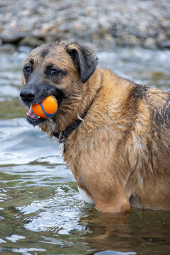 Dog standing in shallow water with colorful ball in its mouth